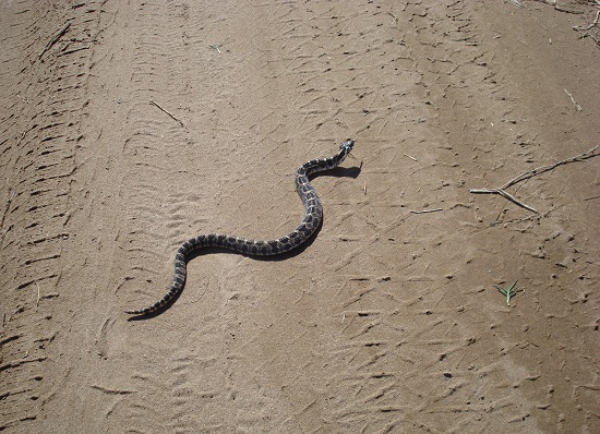 Archivo: Amanecer en la Laguna avistaje de animales.jpg
